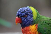 Regenboog lori
