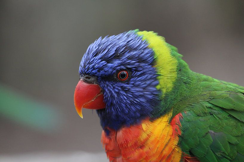 Regenboog lori by Clicksby JB