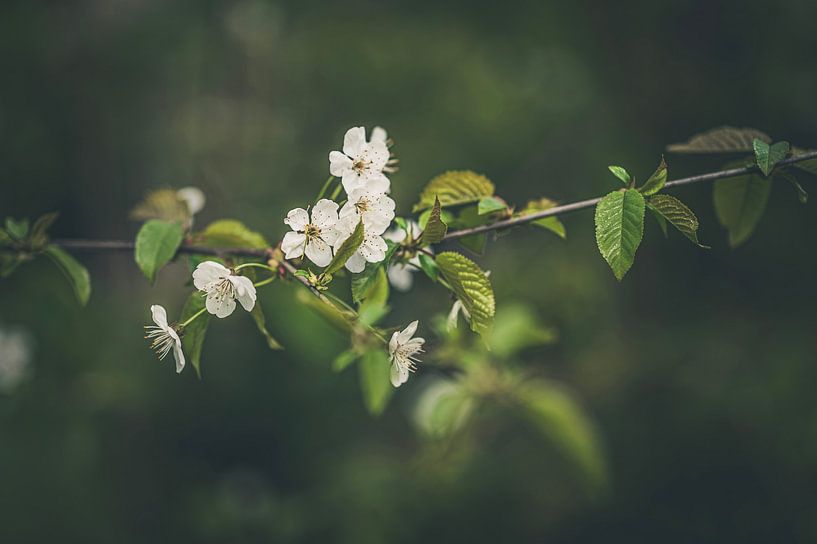 Blossoms in the soft sunlight. by Robby's fotografie