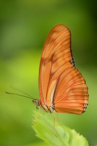 Dryas iulia