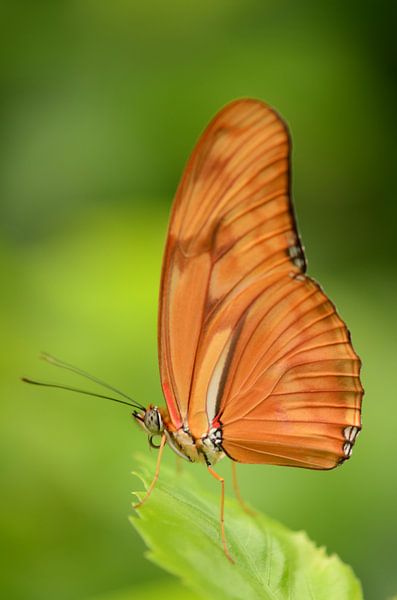 Dryas iulia von Rene Mensen