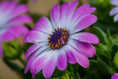 Close-up van Gerbera bloem