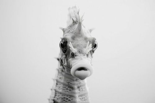 Zeepaard