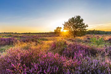 Blooming heather during sunset