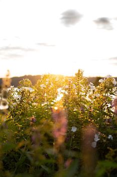 Blüht im Abendlicht