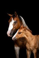 Maternal love: the bond between mare and foal