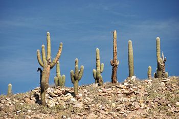 Cactus au Cœur de la Quebrada