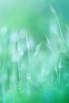 Magical green.. van LHJB Photography