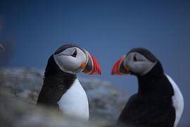 Atlantic Puffin or Common Puffin, Fratercula arctica, Norway von Frank Fichtmüller