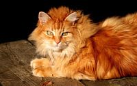 Tom s Katze