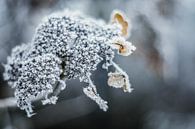 Winter par Janka Kucerova Aperçu
