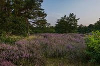 Heather in bloom on a sunny summer evening