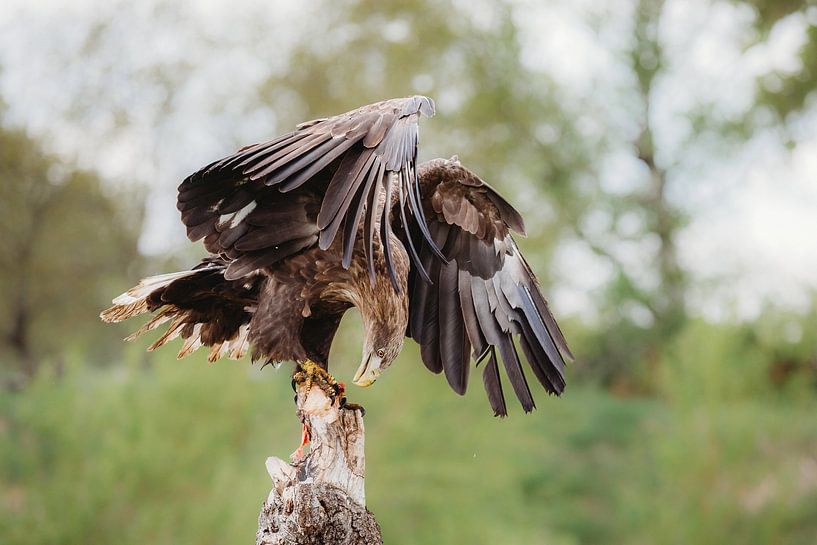 Un aigle de mer européen se pose sur une souche d'arbre avec une proie. par Janny Beimers