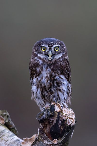 Natuurfotografie van Marieke Deinum