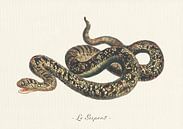 Le Serpent by Walljar thumbnail