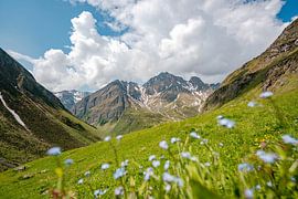 Flowery mountain view near Pfunders by Leo Schindzielorz