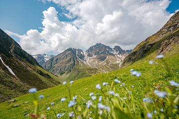 Blumige Bergsicht bei Pfunders von Leo Schindzielorz