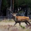 Red deer unequal 20 ender by Patrick van Os