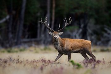Red deer unequal 20 ender by Patrick van Os