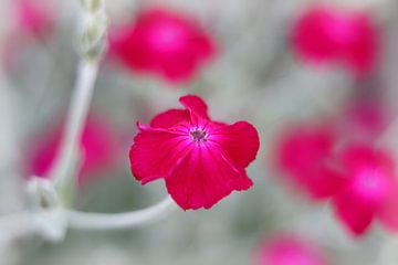 Heldere levendige cerise roze bloemen van Imladris Images