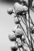 Cold flowers