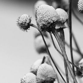 Kalte Blumen von Frank Bison