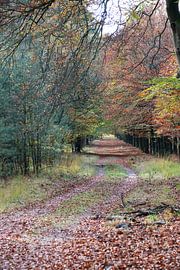 L'allée des hêtres en automne
