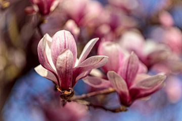 Magnolia sur Rob Boon