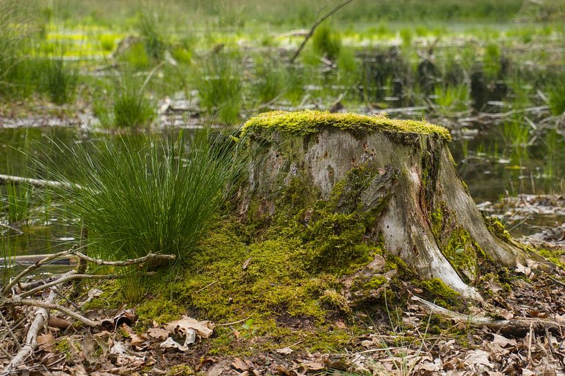 Eingliederung von Stronk in die Landschaft von Stobbe; stiltegrafie