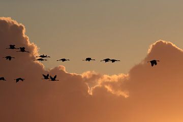 Zonsondergang Kranen Zingst Oostzee Duitsland van Frank Fichtmüller