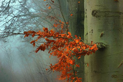 Colour contrast in the Liesbos