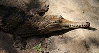 Australia Crocodile