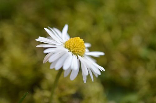 close-up daisy flower with bokeh