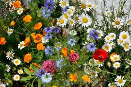A little wildflower corner outside my house by Corinne Welp