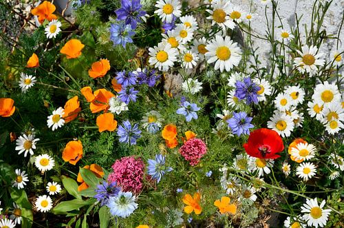 Un petit coin de fleurs sauvages devant chez moi sur Corinne Welp