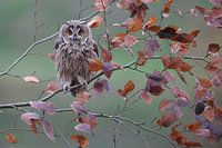 Long-eared Owl (Asio otus)