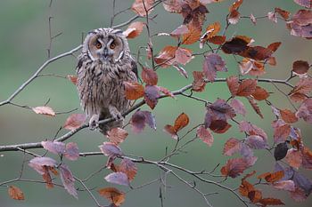 Long-eared Owl (Asio otus)