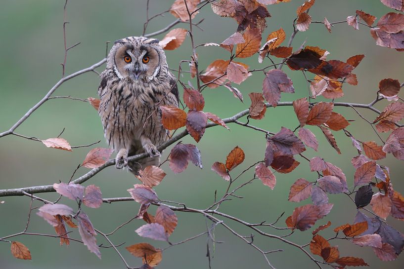 Ransuil (Asio otus) van Ronald Pol