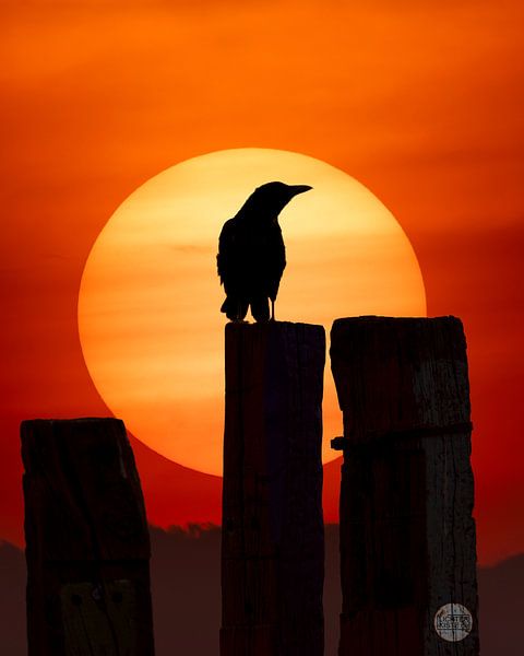 Le corbeau, sur le terril Haniel. par LICHTERKISTE