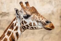 kop van een giraffe
