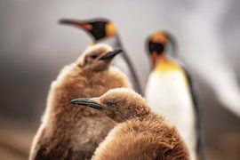 King penguin chicks on South Georgia by Ron van der Stappen
