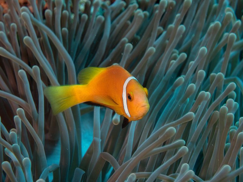 Amphiprion nigripes von Ilan Ben Tov