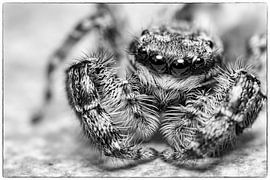 ...regarde-moi dans les yeux... sur Thomas Heins