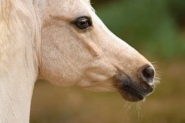 Walisisch Porträt von Merel Bormans