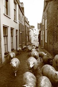 Schafe auf den Straßen von Deventer von Bobsphotography