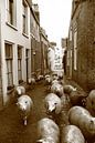 Schafe auf den Straßen von Deventer von Bobsphotography Miniaturansicht