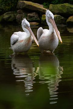 Twee pelikanen in het water van Chihong