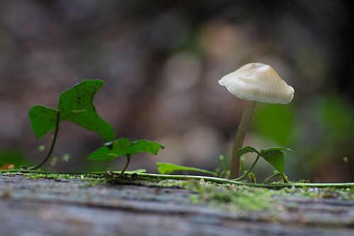 Champignons 2020 sur Gerhard Hoogterp