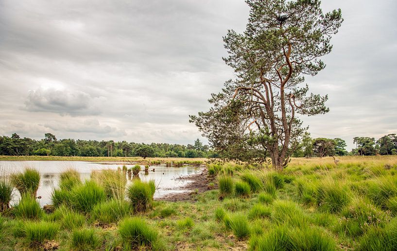 Scots pine against cloudy sky by Ruud Morijn