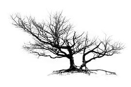 Minimalism van Roy IJpelaar